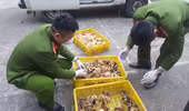 Tiêu hủy gần 7.000 con gia cầm giống nhập lậu