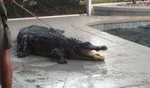 Hết hồn với cá sấu trong hồ bơi