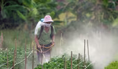 Việt Nam chi nửa tỷ USD mỗi năm nhập khẩu thuốc BVTV: Do không đủ trình độ sản xuất