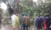 Chung sức cứu người đang đi bất ngờ bị cây đổ trúng trong mưa bão