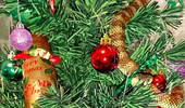Cây thông Noel "được trang trí" rắn độc