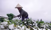 Sa Pa lạnh dưới 5 độ C, xuất hiện băng giá và sương muối