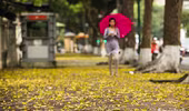 Đẹp ngỡ ngàng những con phố Hà Nội được "nhuộm vàng"