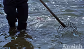 Cá chết hàng loạt ở hồ Tây: Hàng trăm công nhân vớt từ sáng đến chiều chưa hết