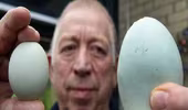 Đức: Quả trứng gà to lạ thường
