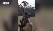 Ám ảnh video kangaroo cố gắng gõ cửa