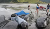 New Zealand: 143 con cá voi hoa tiêu bị mắc kẹt trên bãi biển
