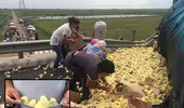 Trung Quốc: Xe tải chở gà con lật, dân địa phương tranh nhau "hôi của"