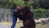 Sửng sốt xem gấu khổng lồ âu yếm con người