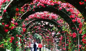 Đảo hoa hồng từ hơn 300 loài hoa sắp xuất hiện tại Hà Nội