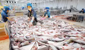 Thêm 2 doanh nghiệp được phép xuất khẩu cá tra vào Hoa Kỳ
