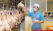 Sẽ xuất khẩu thịt gà sang Nhật Bản