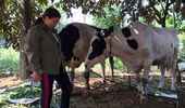Nông dân Ba Vì nuốt nước mắt bán đàn bò sữa