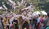 Lễ hội Hoa Anh Đào 2015: Hoa giả nhưng vẫn tấp nập