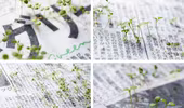 Cây xanh mọc lên từ giấy báo tại Nhật Bản