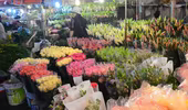 Chợ hoa đêm Quảng Bá tấp nập nhân Ngày Phụ nữ Việt Nam