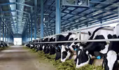 Đại gia ngành sữa với trang trại bò trải khắp Việt Nam