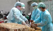 Mở rộng diện giám sát, lấy mẫu xét nghiệm cúm gia cầm