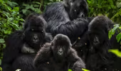 Các dự án điện - niềm hy vọng sống của loài Gorilla ở Virunga