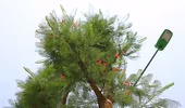 Kỳ lạ phượng vỹ Hà Nội nở hoa trái mùa