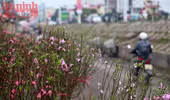 Hà Nội: Nghịch cảnh đào Tết... 