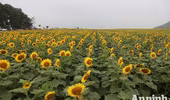 Đẹp ngỡ ngàng cánh đồng hoa hướng dương ở Nghệ An