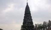Cây thông cao 41m chào Giáng sinh ở Nghệ An