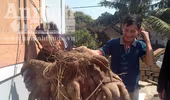Phát hiện củ khoai vạc nặng 50kg