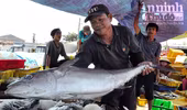 Quảng Ngãi: Ngư dân trúng lộc tôm nhí dịp đầu năm