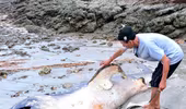 Nghệ An: Xác cá mập dài 5m trôi dạt vào bờ biển