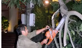 Sớm hoàn thành việc thu dọn  cây xanh gãy đổ