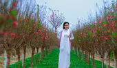 Thiếu nữ Hà Nội tìm về nét tinh khôi xưa bên hoa đào