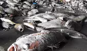 Vụ cá chết hàng loạt: Bắt đầu bồi thường trong tháng 8-2016