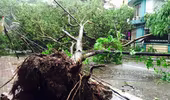 Sở Xây dựng Hà Nội trả lời nguyên nhân khiến gần 3.000 cây xanh đổ trong mưa bão
