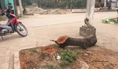 Vụ chặt hàng trăm cây xanh ở Thạch Thất: Xã Cẩm Yên đã vi phạm quy định của thành phố