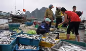 Bộ Y tế: Kết quả xét nghiệm các mẫu hải sản ở miền Trung đều an toàn
