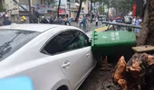 Cổ thụ bật gốc giữa phố, đè người nhập viện