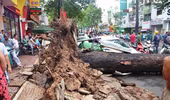 Người phụ nữ bị nhánh cây công viên Tao Đàn rơi trúng đã tử vong