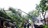 Cổ thụ bật gốc đè 3 nhà dân, nhiều người tháo chạy