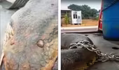 Rắn khổng lồ Anaconda dài nhất thế giới vừa bị bắt