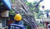 Cổ thụ đổ trúng nhà dân, nhiều người thoát nạn