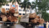 Chặn 2 xe tải chở hàng chục tấn gỗ Táu không rõ nguồn gốc