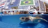 Rùa tiên tri “phán” Brazil thắng Croatia trong trận mở màn World Cup 2014