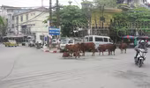 Giữa ngã tư Thủ đô, đàn bò đứng- nằm ngổn ngang