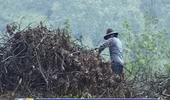 Người dân Đăk Nông chặt bỏ hơn 400 ha cao su