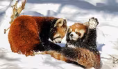 Những hình ảnh đáng yêu của loài gấu trúc đỏ cực kỳ quý hiếm