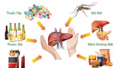 Thói quen hủy hoại gan mà nhiều người mắc 