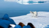 Khám phá vùng đất của băng và gấu Bắc Cực nơi "tận cùng Trái đất"