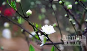 Bạch đào khoe sắc tinh khiết đón xuân