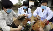Nguy cơ lây nhiễm cúm gia cầm sang người tăng cao hơn vào dịp tết, làm gì để phòng tránh?